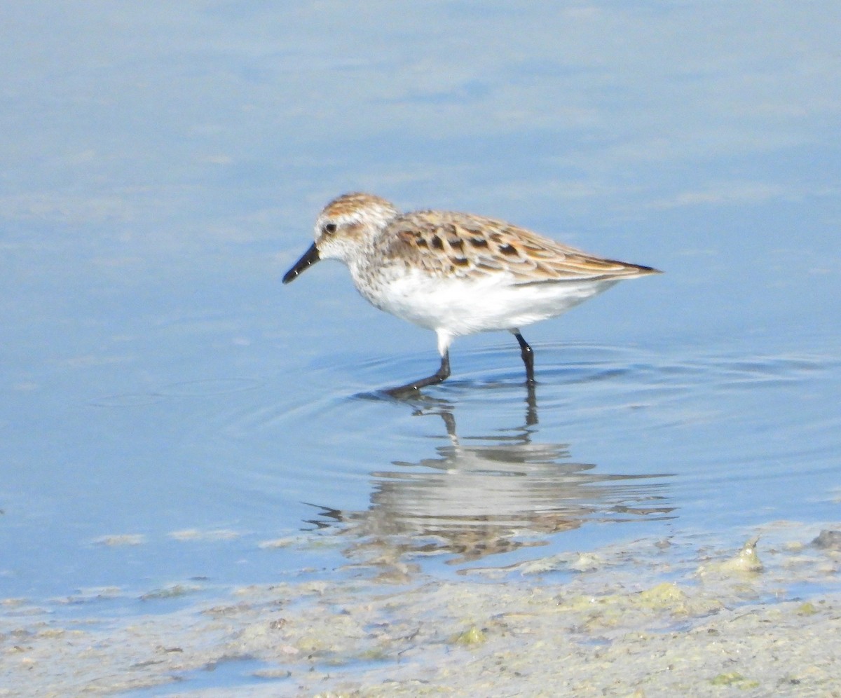 Semipalmated Sandpiper - ML618940257