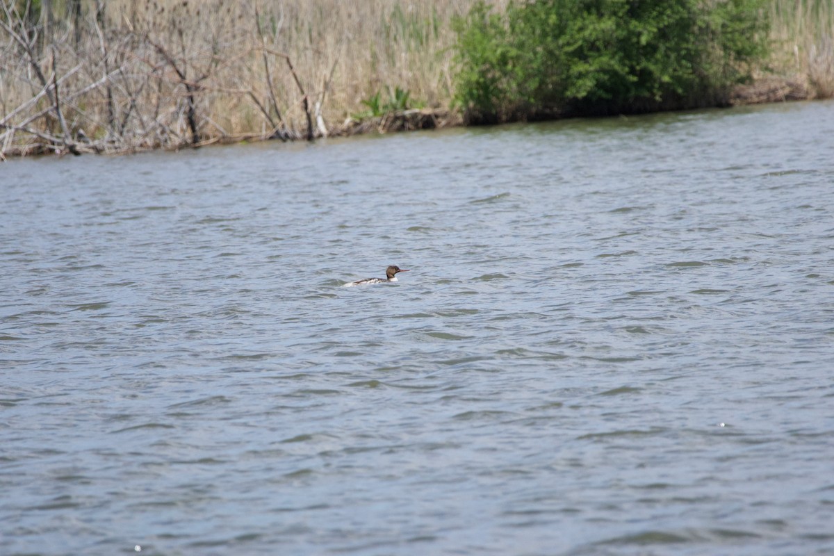 Red-breasted Merganser - A Branch