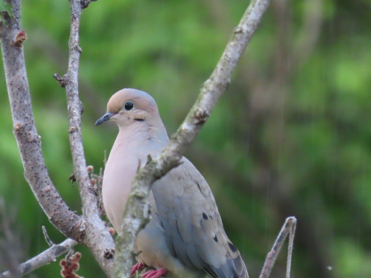 Mourning Dove - ML618940271