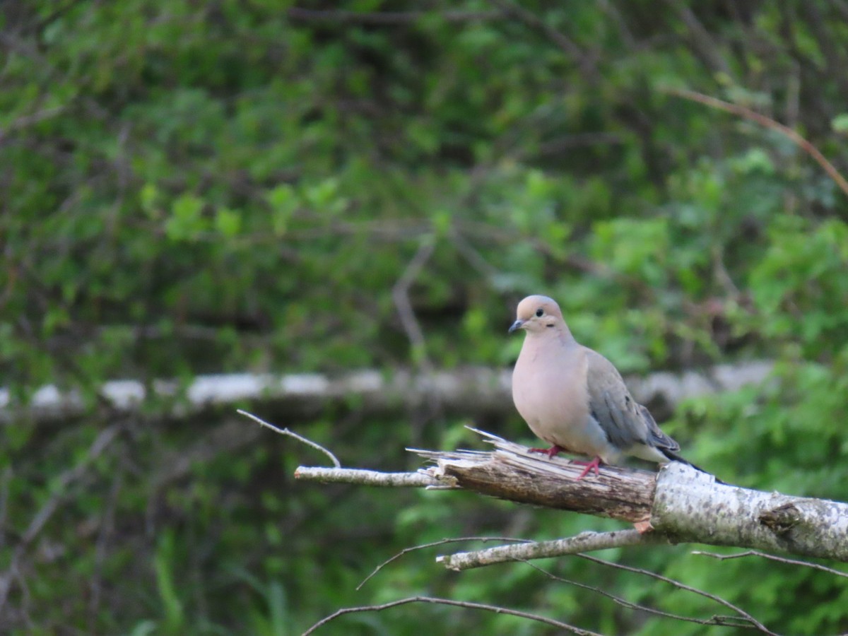 Mourning Dove - ML618940273