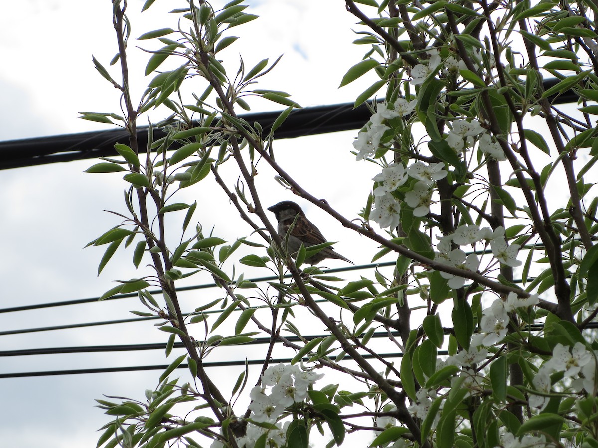 House Sparrow - Anthony Di Iorio