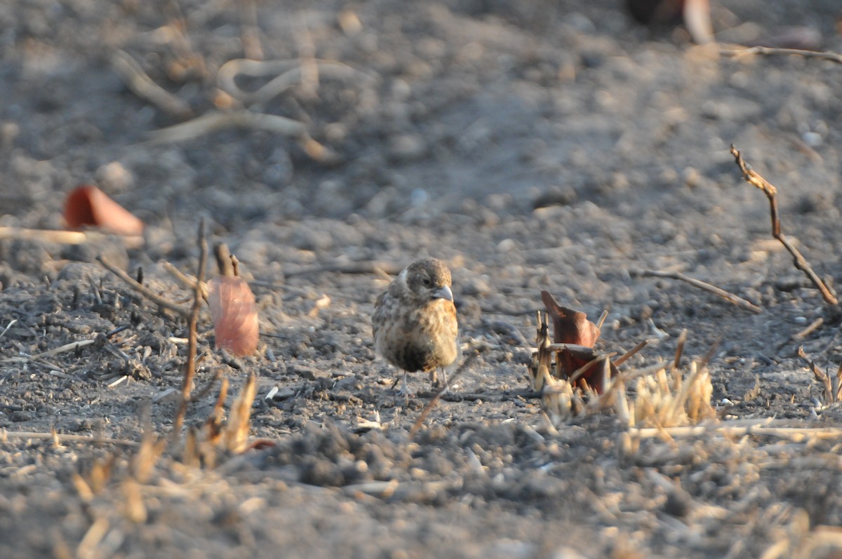 Chestnut-backed Sparrow-Lark - Dominic More O’Ferrall