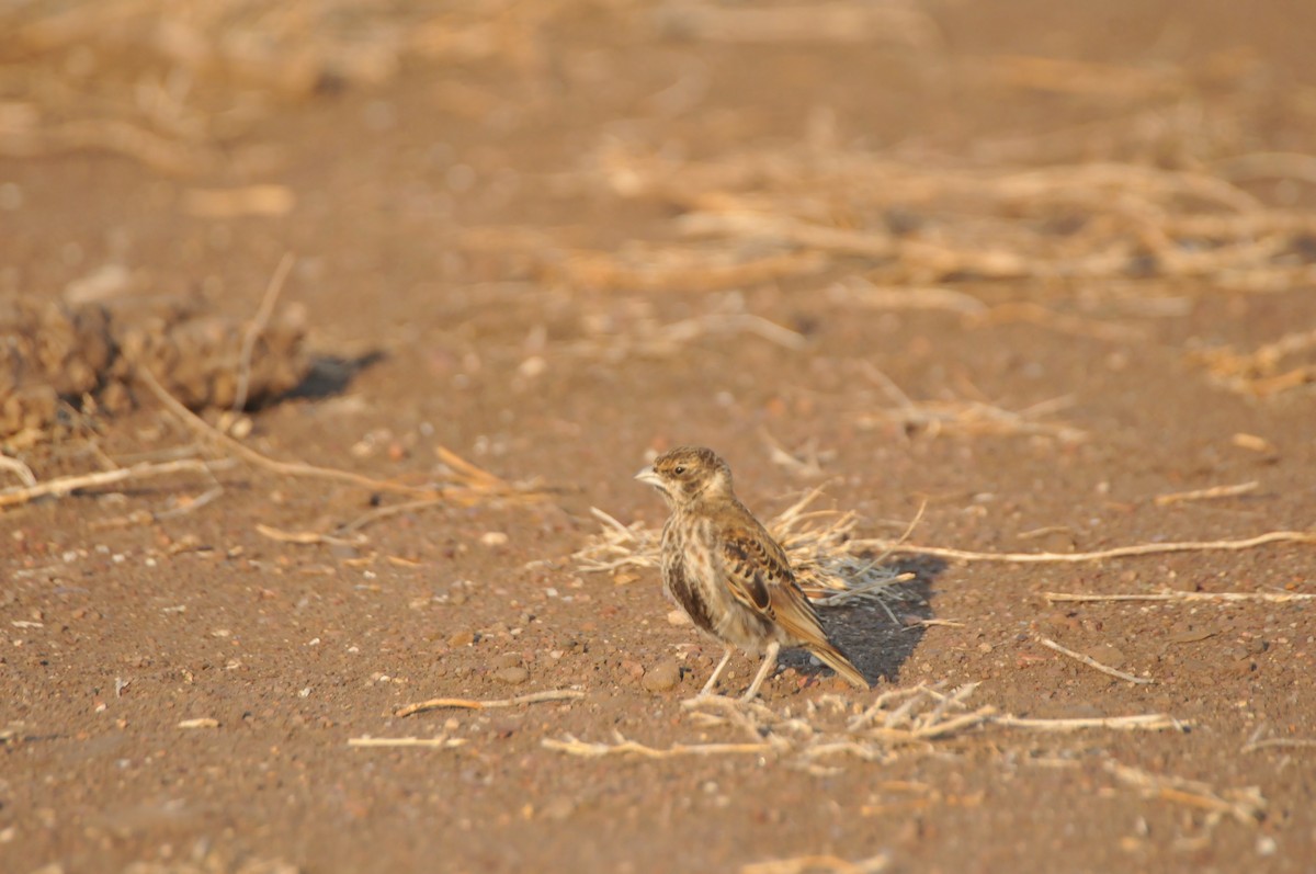 Chestnut-backed Sparrow-Lark - Dominic More O’Ferrall