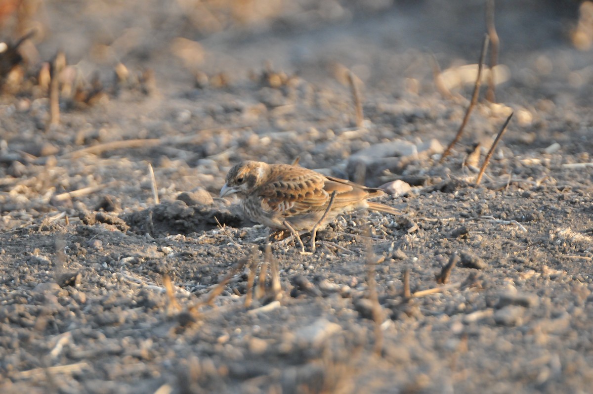 Chestnut-backed Sparrow-Lark - ML618940307