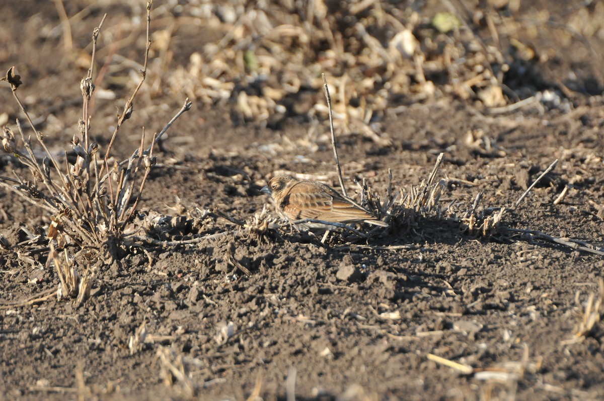 Chestnut-backed Sparrow-Lark - Dominic More O’Ferrall