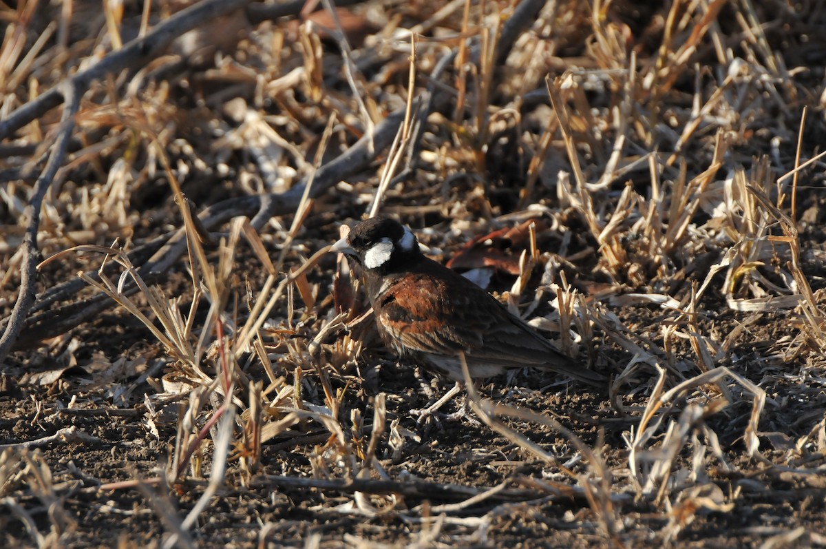 Chestnut-backed Sparrow-Lark - Dominic More O’Ferrall