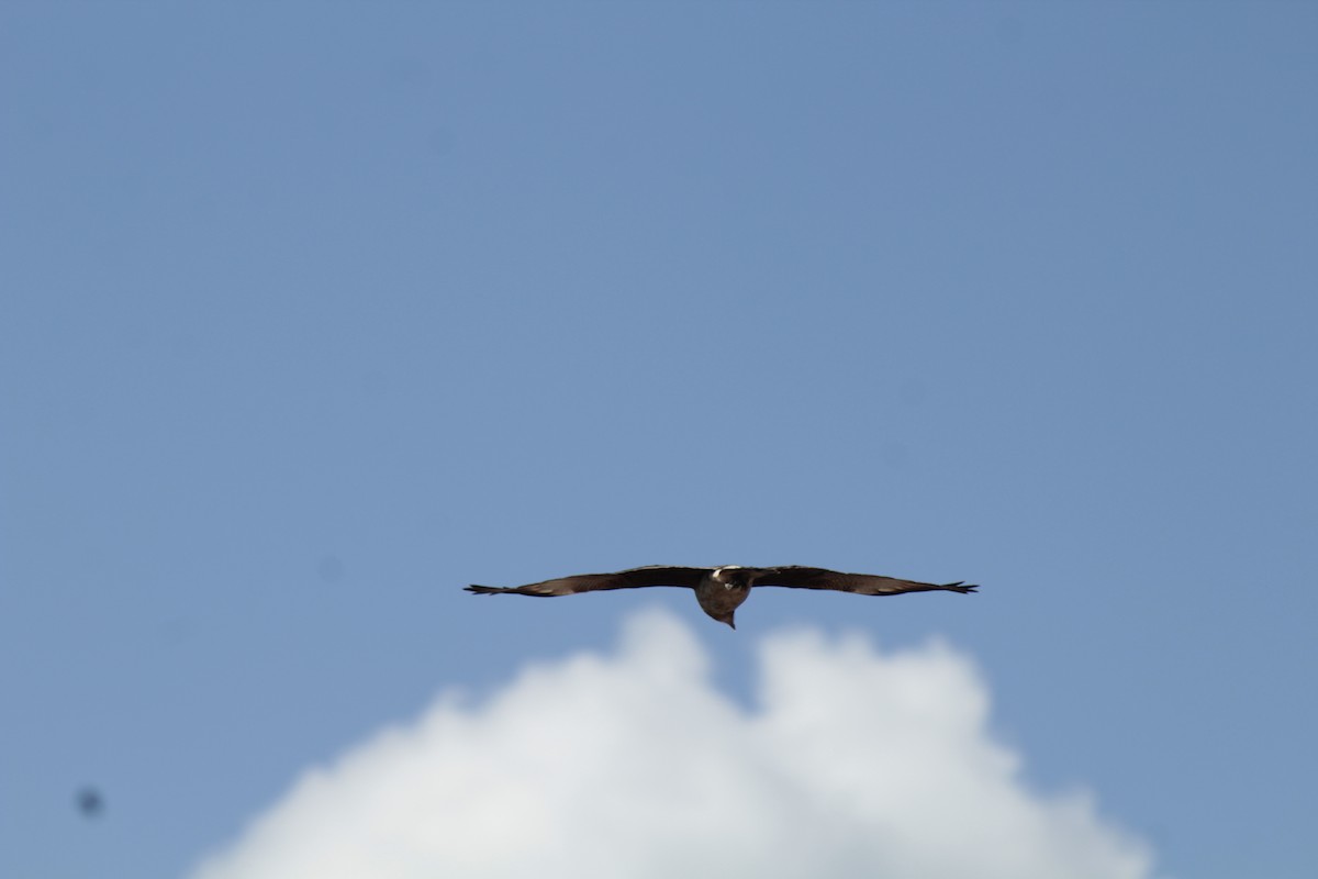 Caracara Chimango - ML618940330