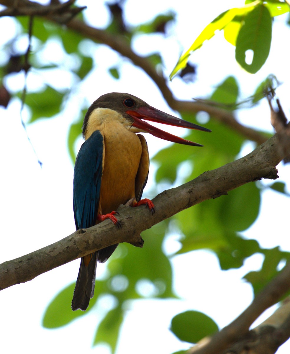 Stork-billed Kingfisher - AJAY ARNOLD