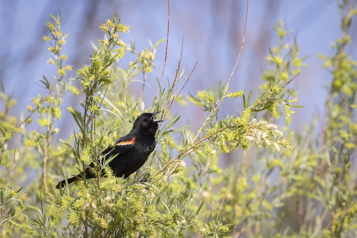Red-winged Blackbird - Mouser Williams