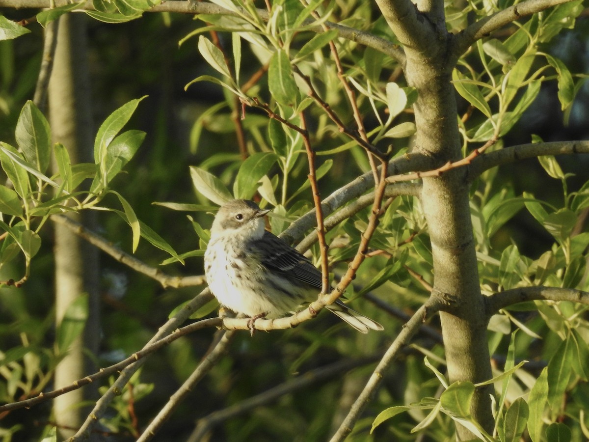 Yellow-rumped Warbler - ML618940353