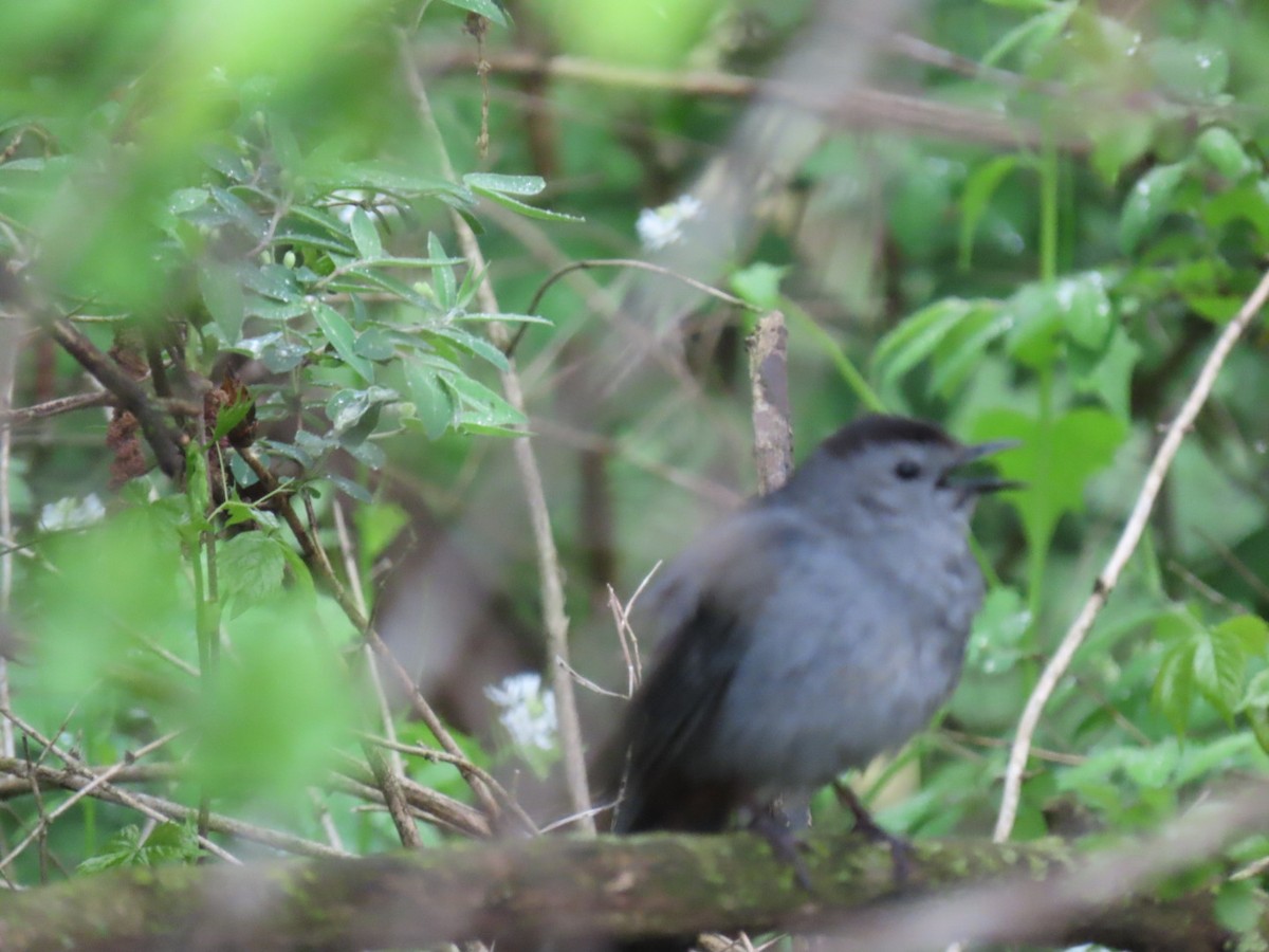 Gray Catbird - ML618940387