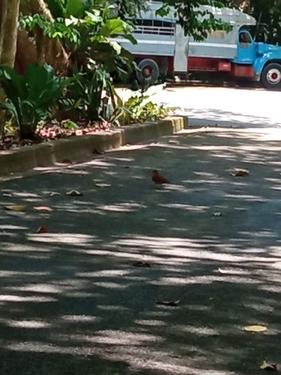 Ruddy Quail-Dove - Jose Martínez