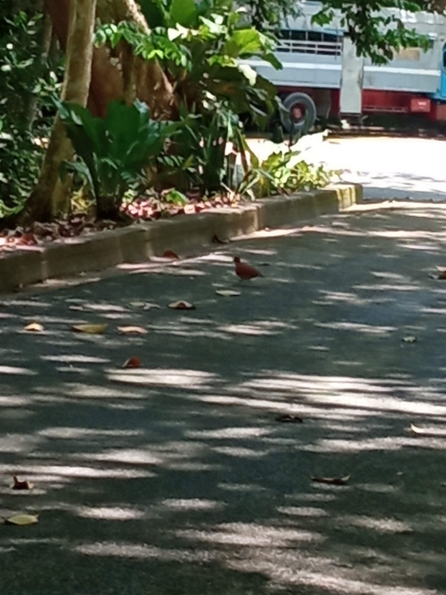 Ruddy Quail-Dove - Jose Martínez