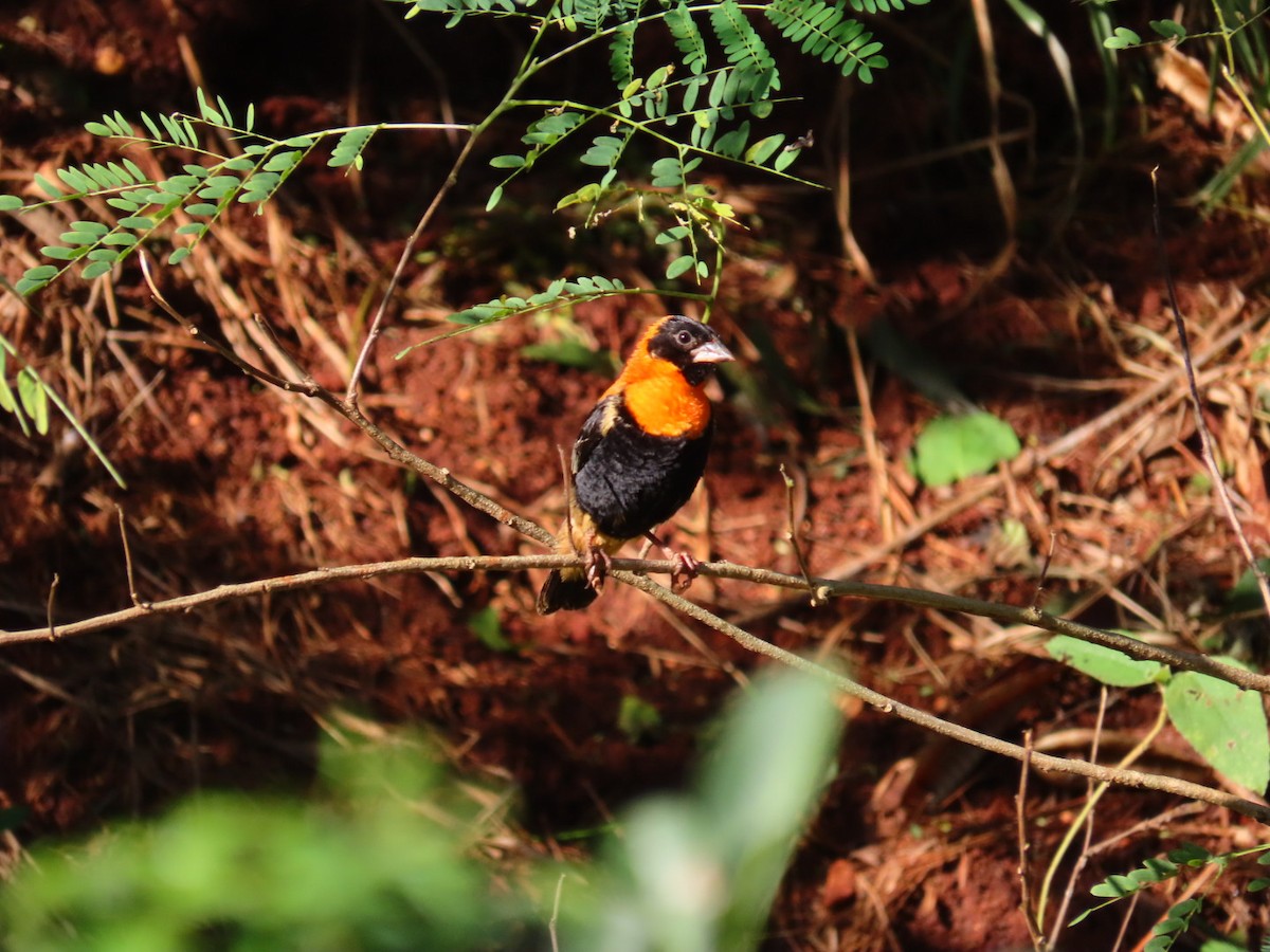 Black-winged Bishop - ML618940413