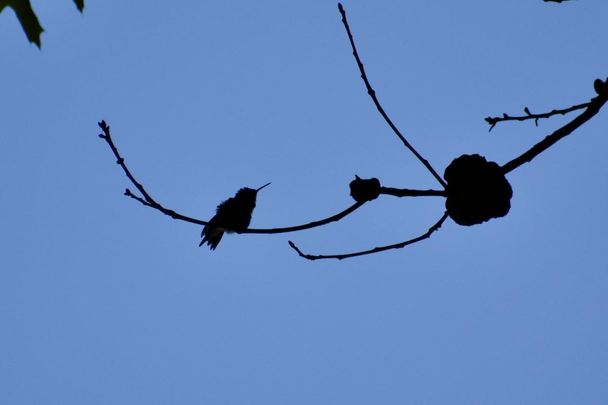 Ruby-throated Hummingbird - Courtney Ables