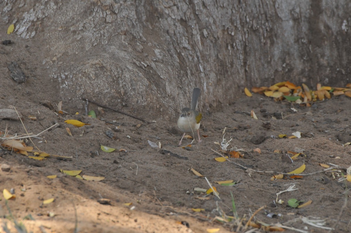 Green-backed Camaroptera (Gray-backed) - ML618940426