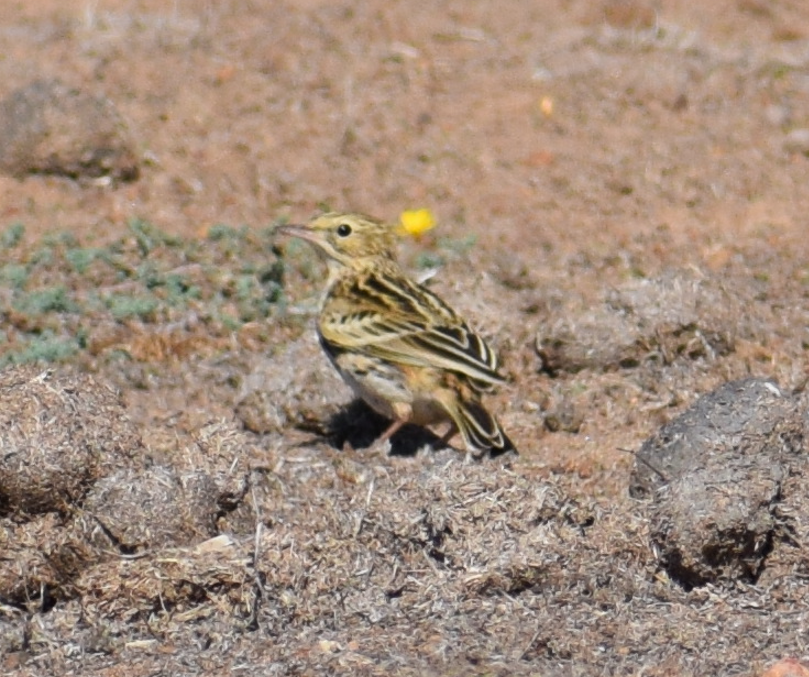 Correndera Pipit - Felipe Undurraga