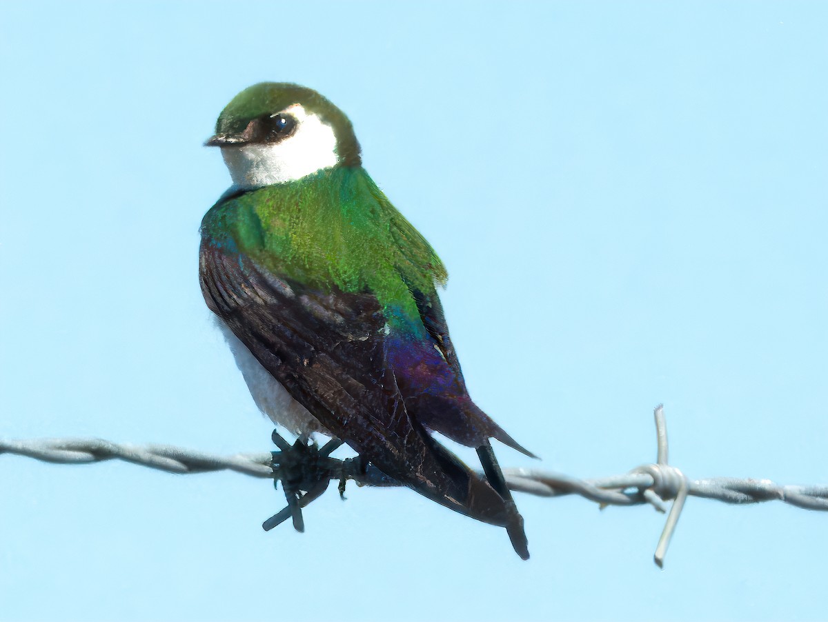 Violet-green Swallow - ML618940462
