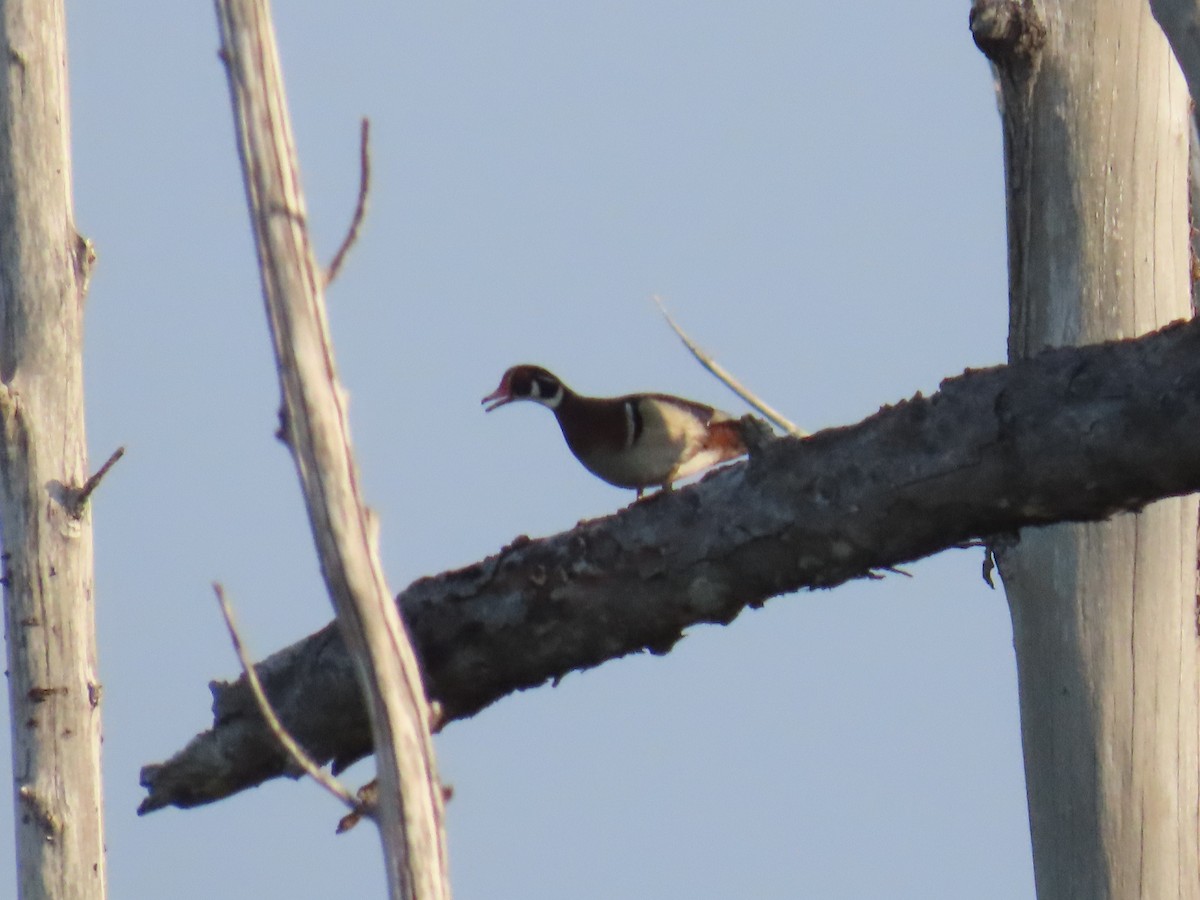 Wood Duck - ML618940477