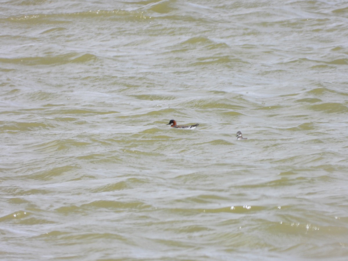 Red-necked Phalarope - Chris Blaes