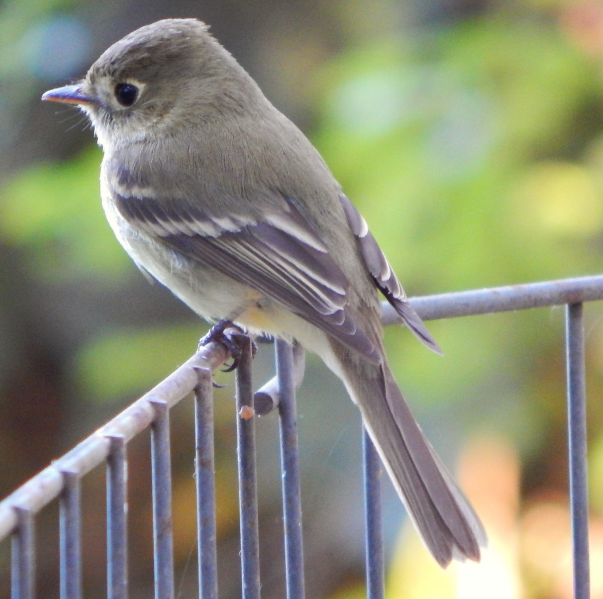 Western Flycatcher - ML618940501