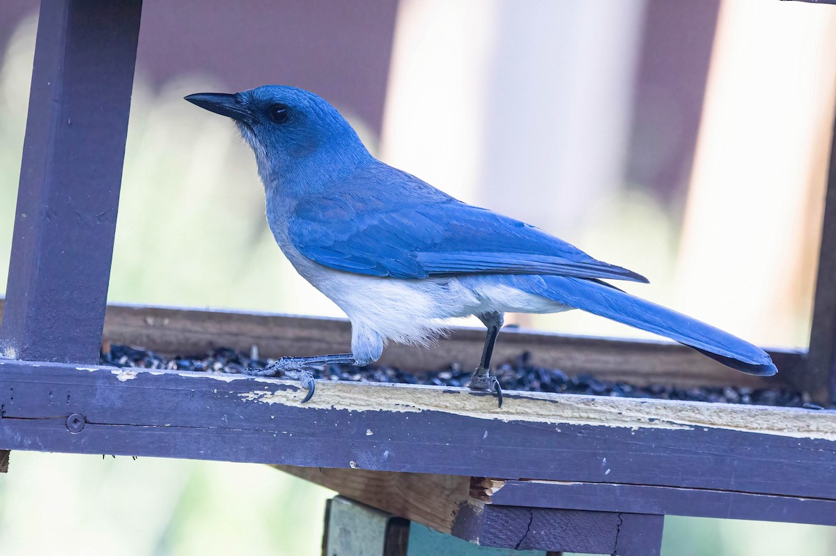 Mexican Jay - John Scharpen