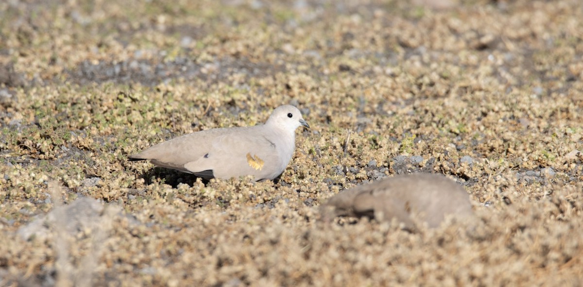 Golden-spotted Ground Dove - Carlos Segovia