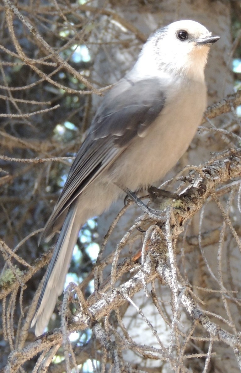 Canada Jay - Jeffrey C and Teresa B Freedman