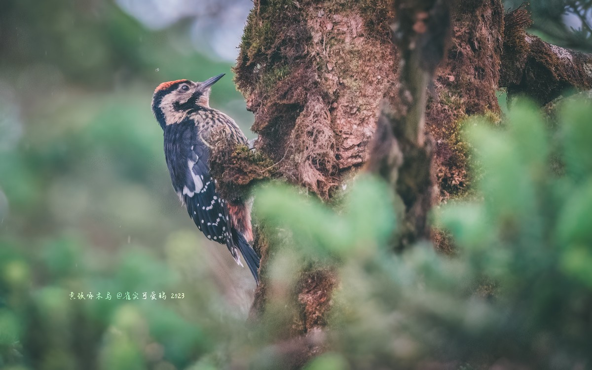 Darjeeling Woodpecker - 雀实可爱 鸦