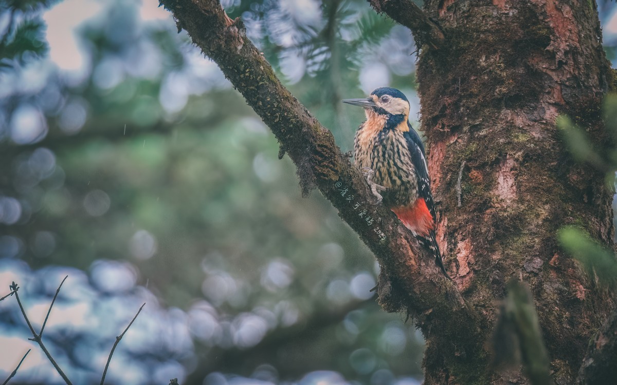 Darjeeling Woodpecker - 雀实可爱 鸦