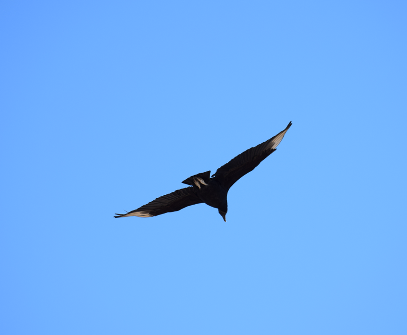 Black Vulture - ML618940530