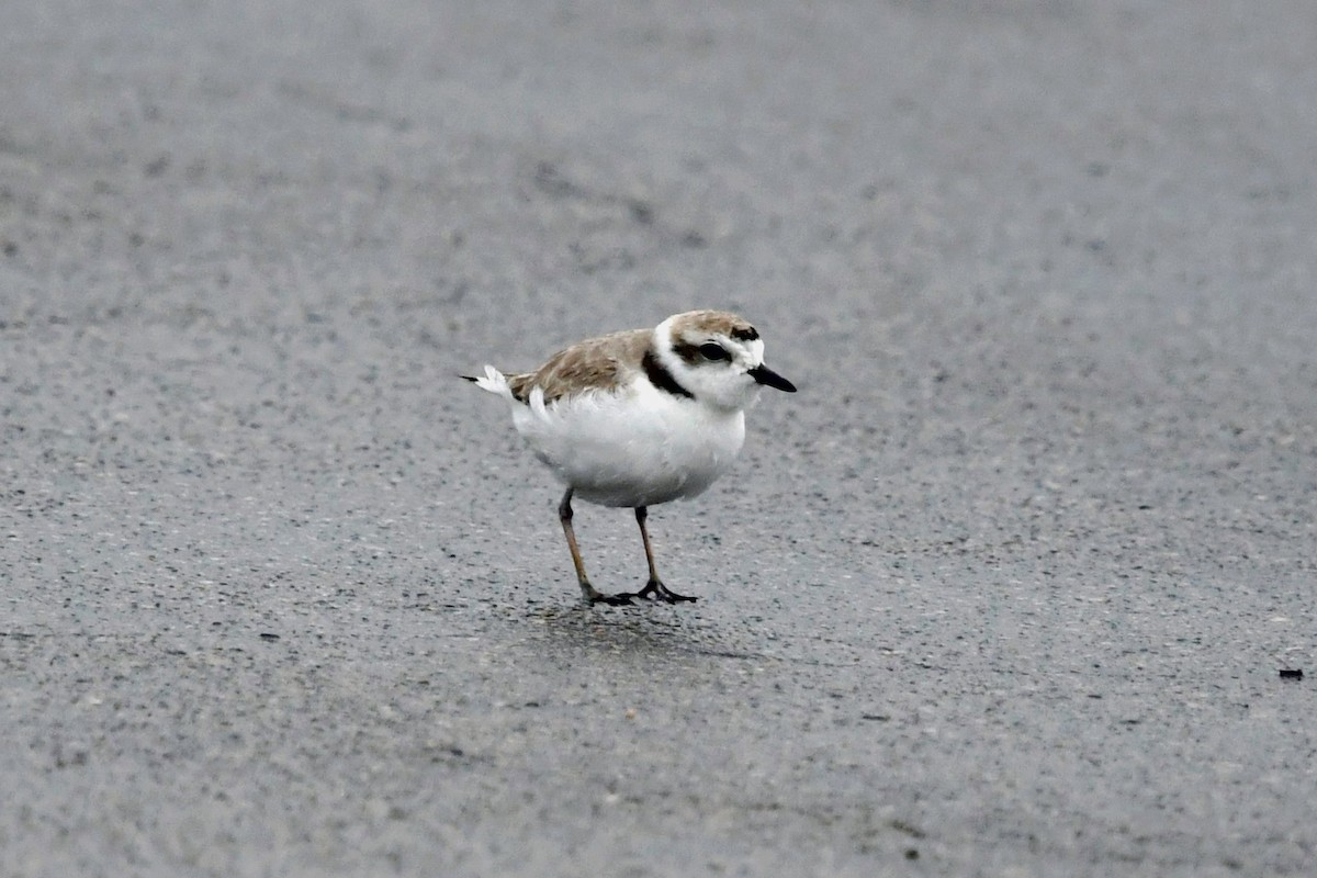 Snowy Plover - Todd Fitzgerald