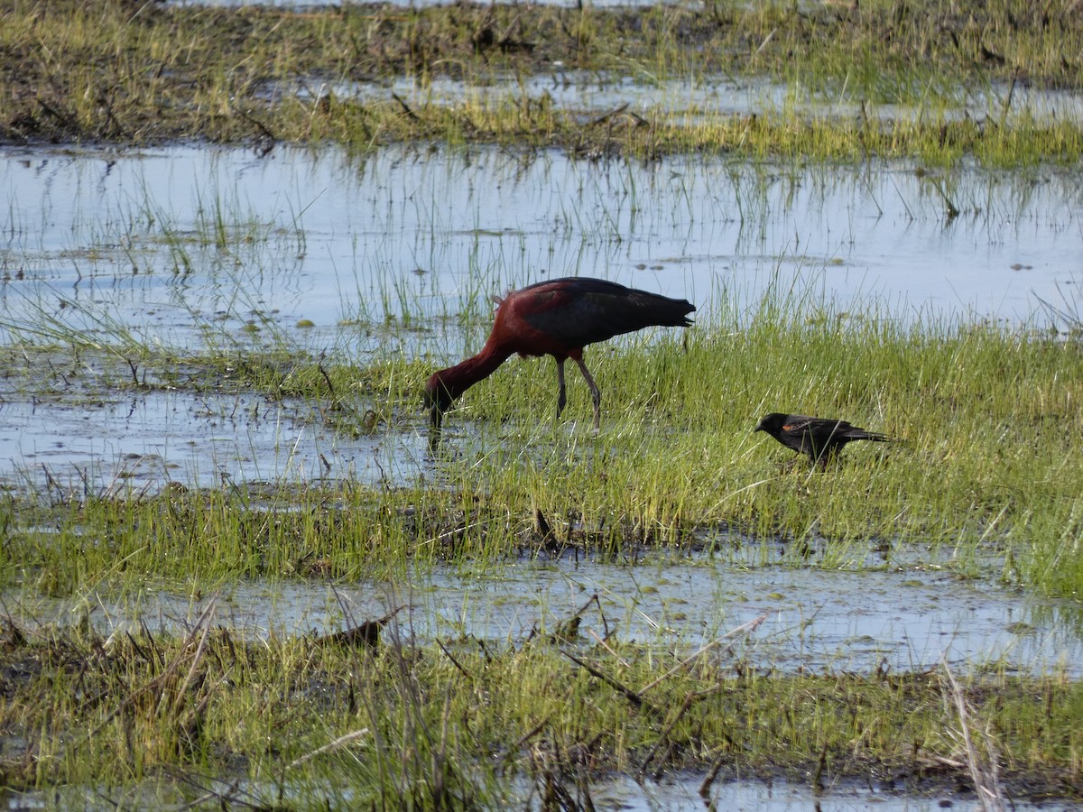 Glossy Ibis - Leslie Andrich