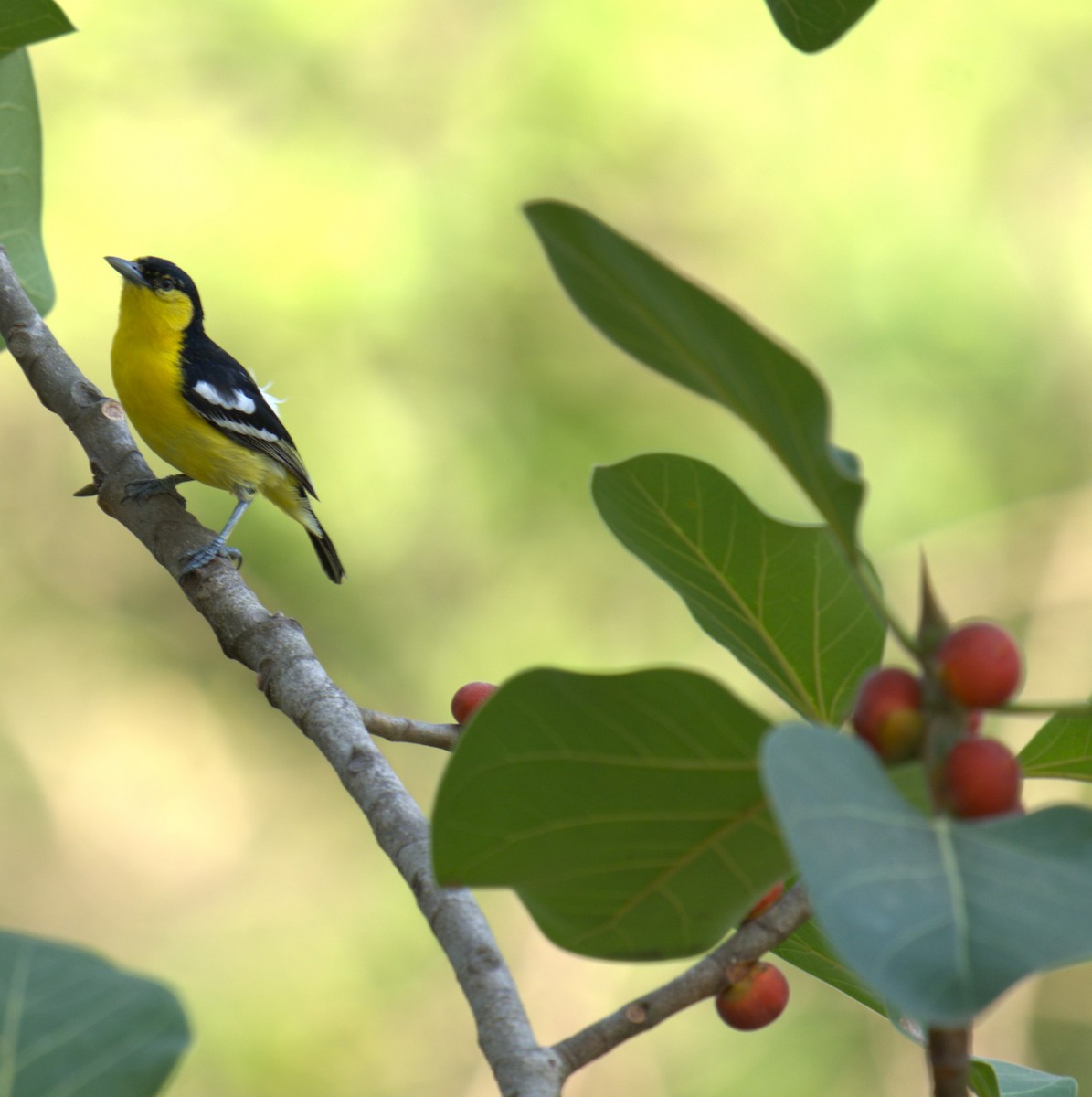 Common Iora - AJAY ARNOLD