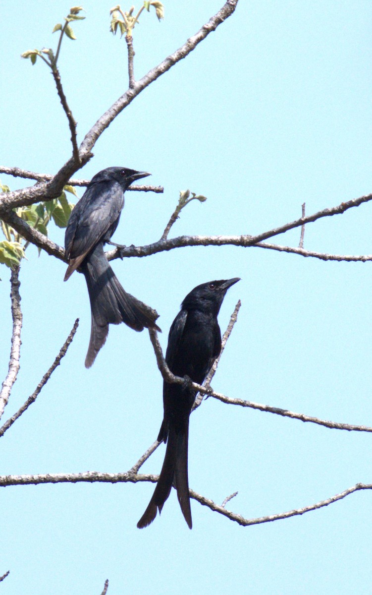 Ashy Drongo - AJAY ARNOLD