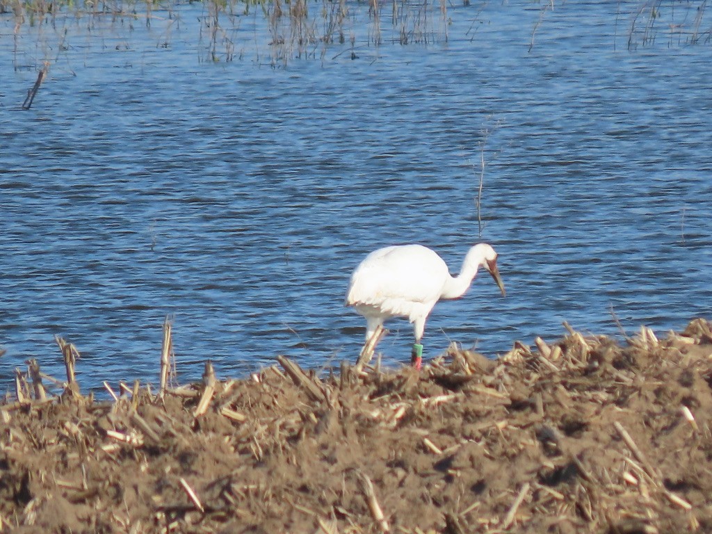 Whooping Crane - Dan Williams