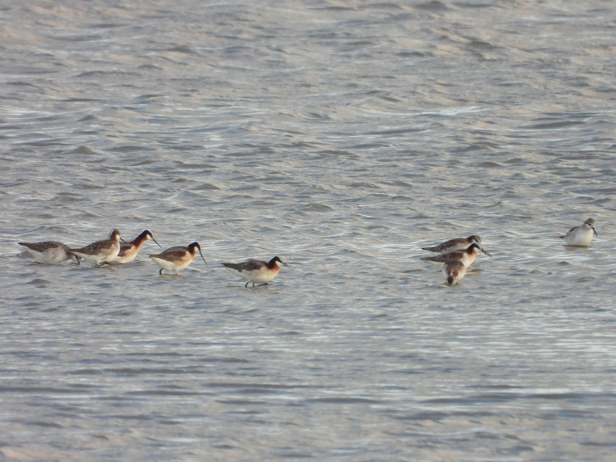 Wilson's Phalarope - Chris Blaes