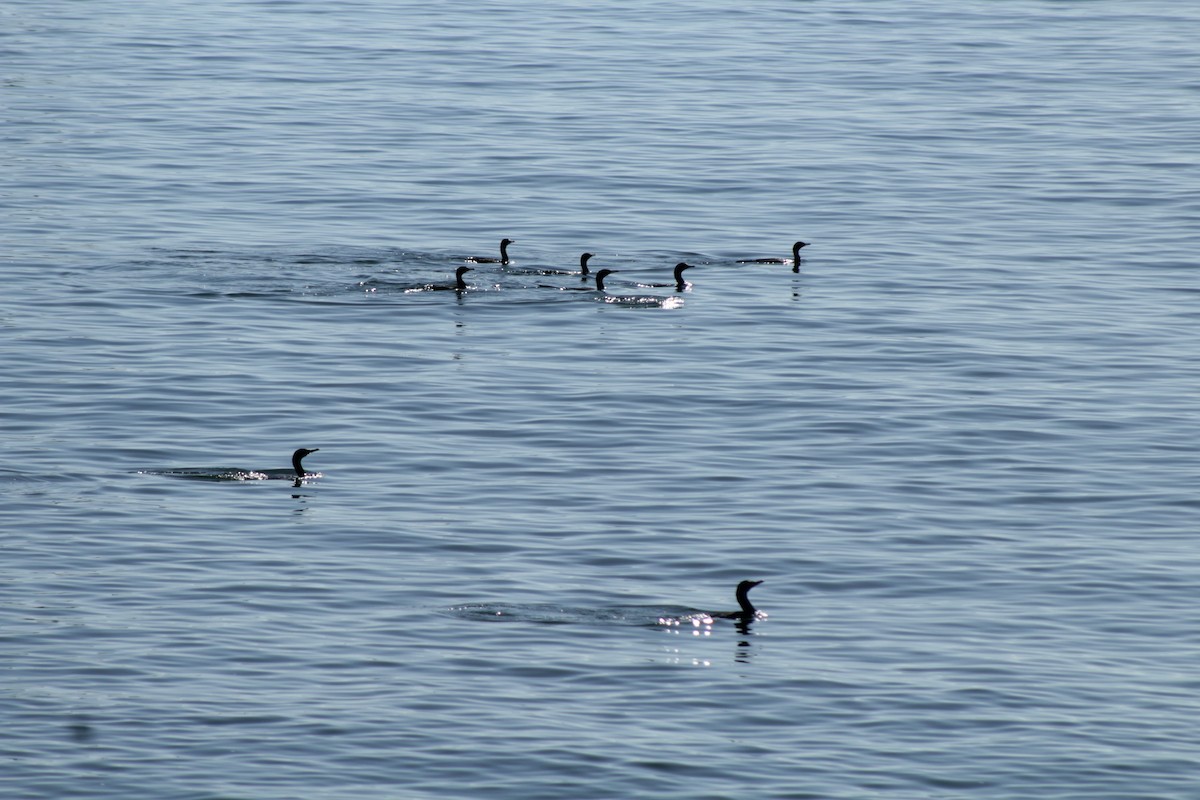 Cormorán Biguá - ML618940591