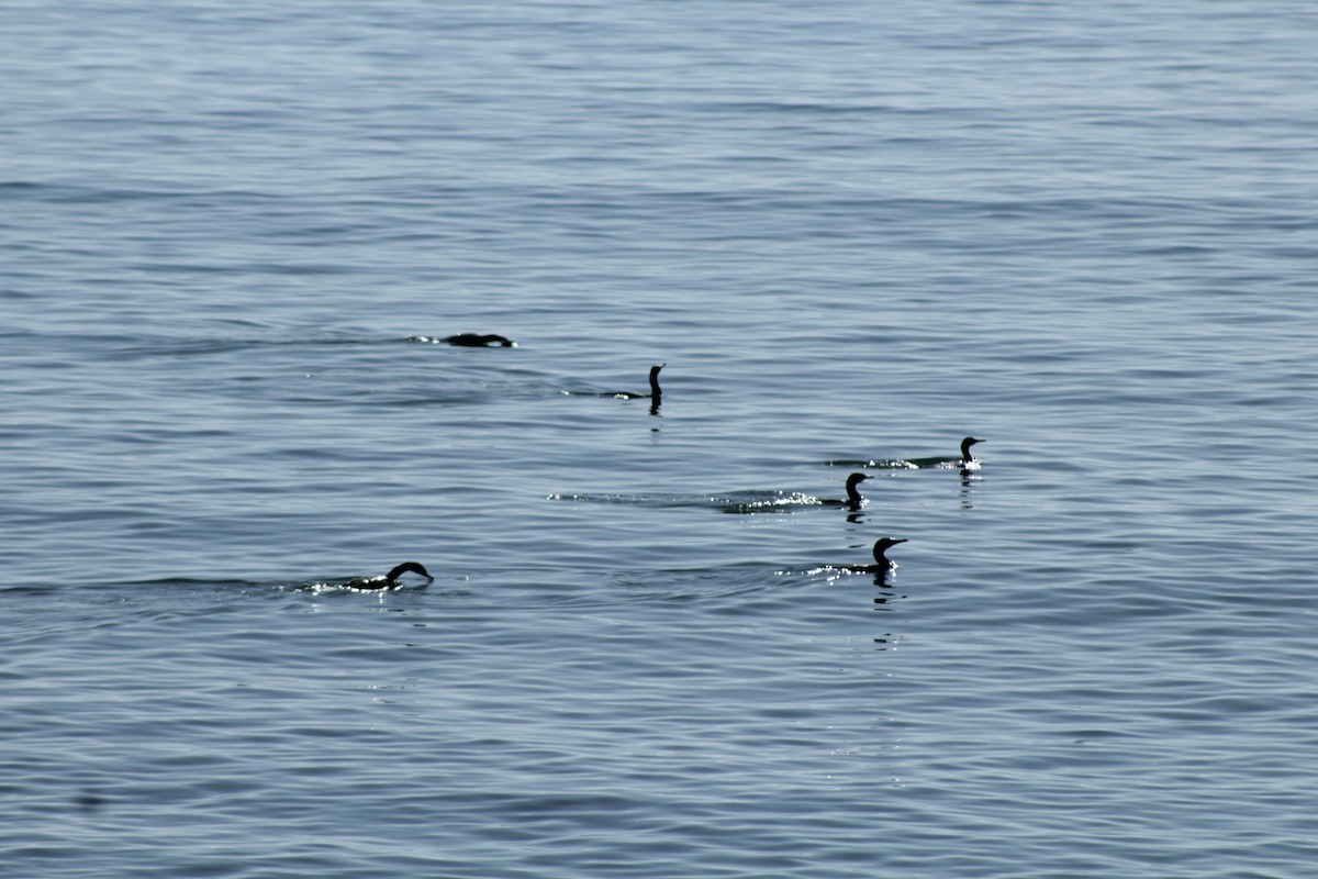 Neotropic Cormorant - ML618940592