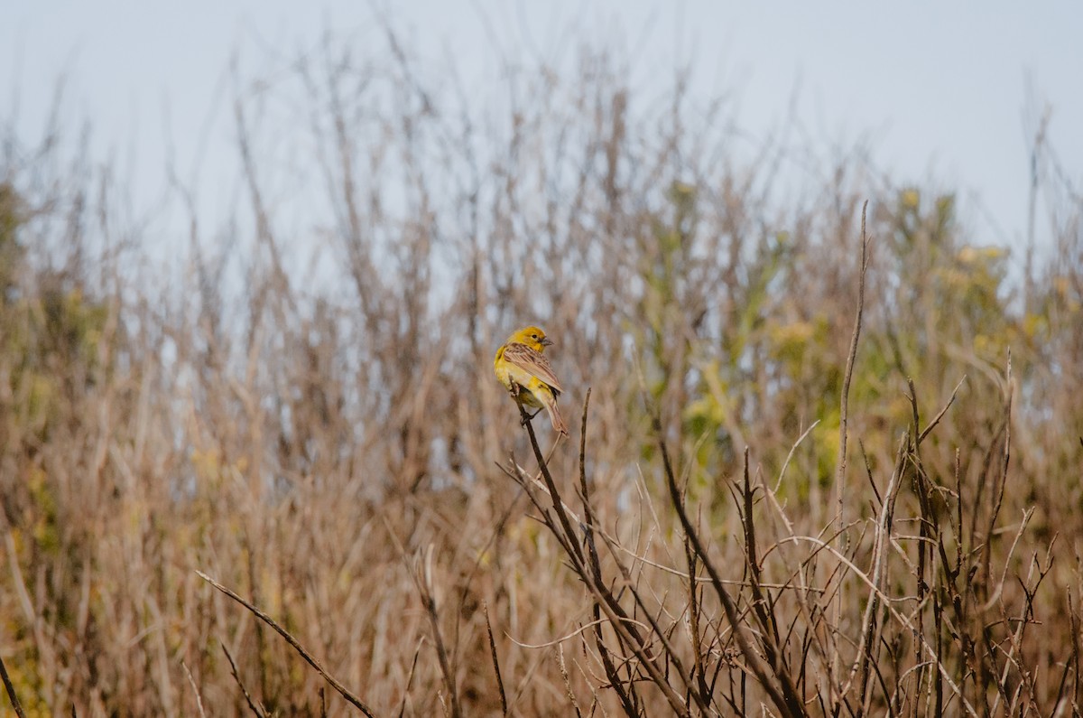Grassland Yellow-Finch - Mario Pereda Espinoza