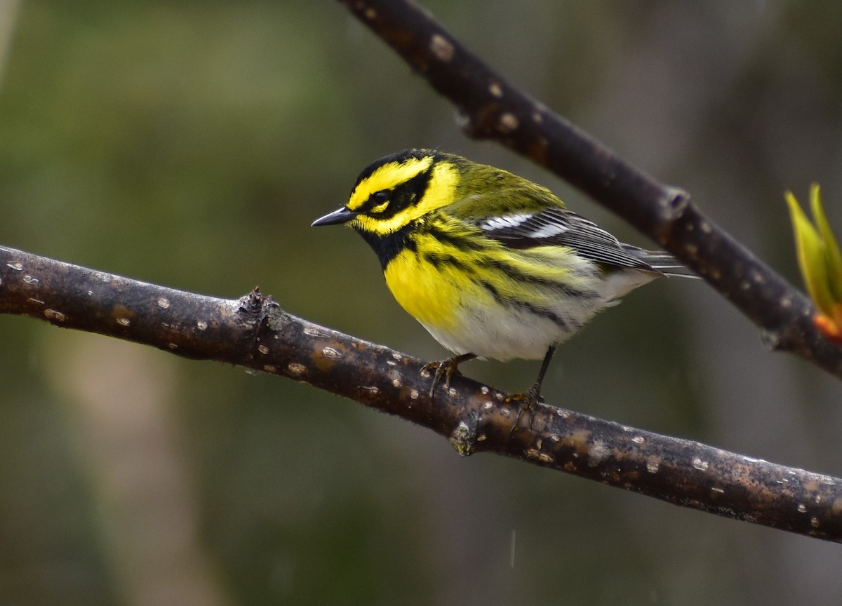 Townsend's Warbler - L. Lamm