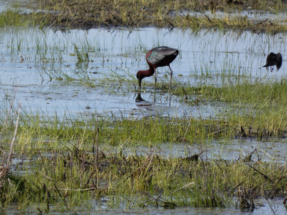 ibis hnědý - ML618940641