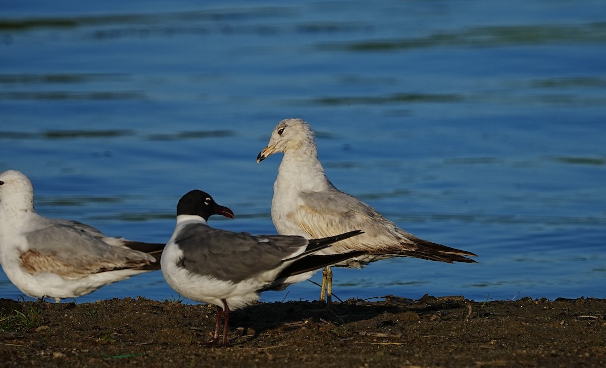 Ring-billed Gull - ML618940647