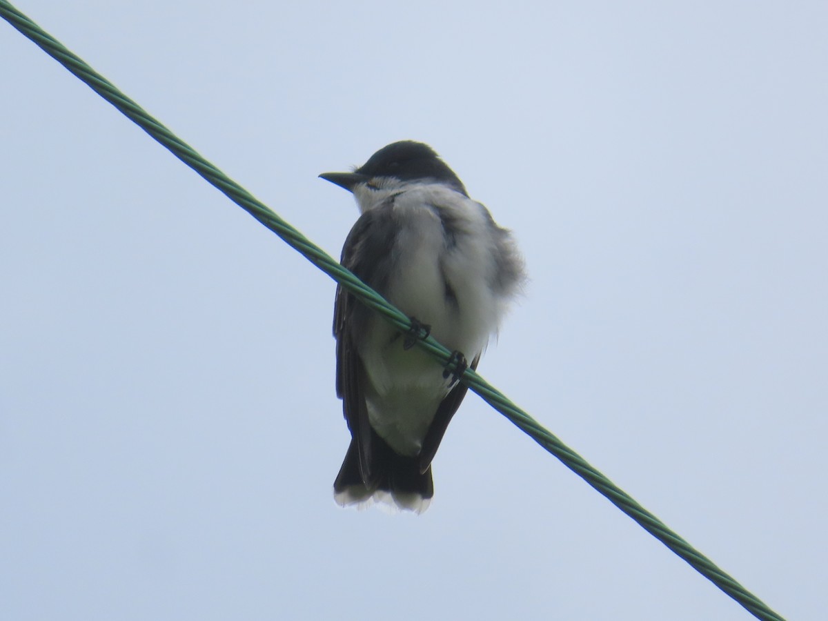 Eastern Kingbird - Ken Clark