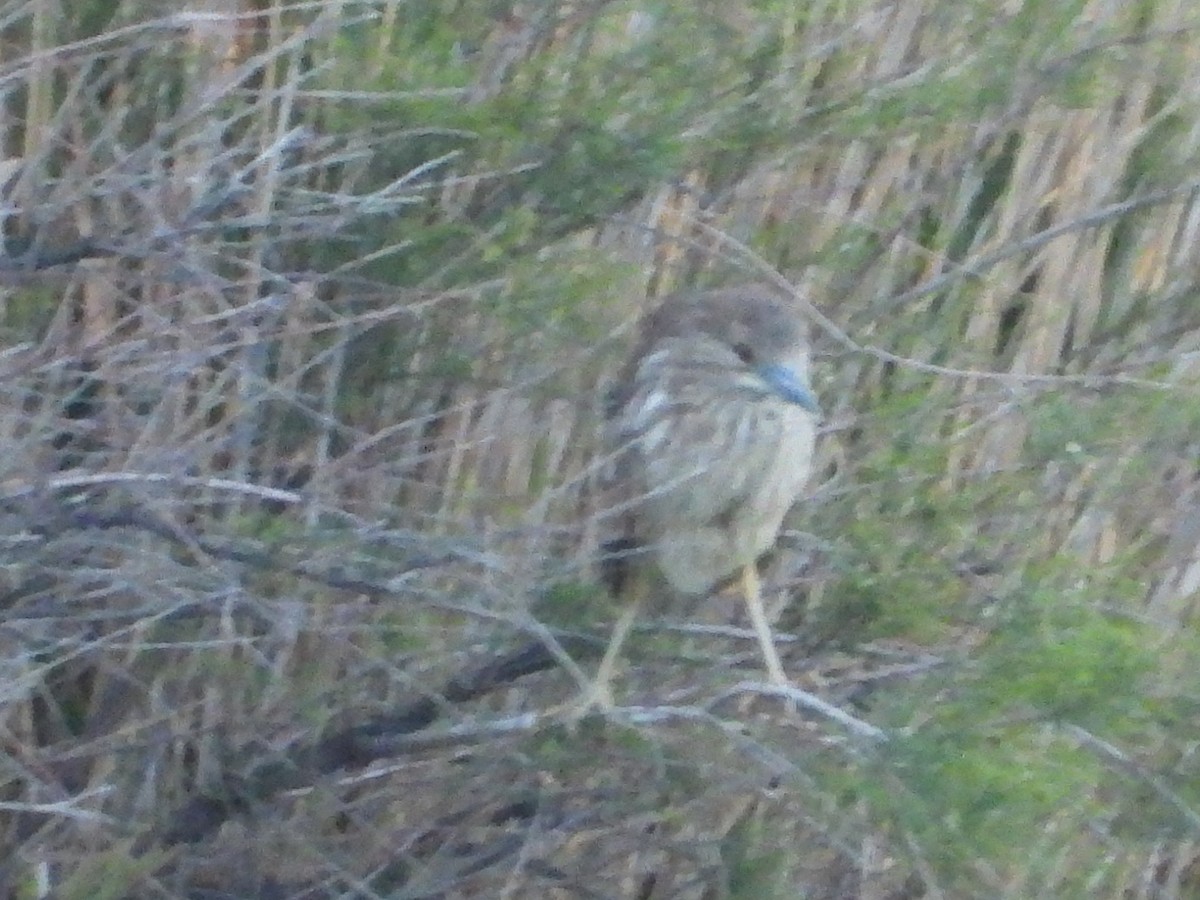 Black-crowned Night Heron - ML618940672