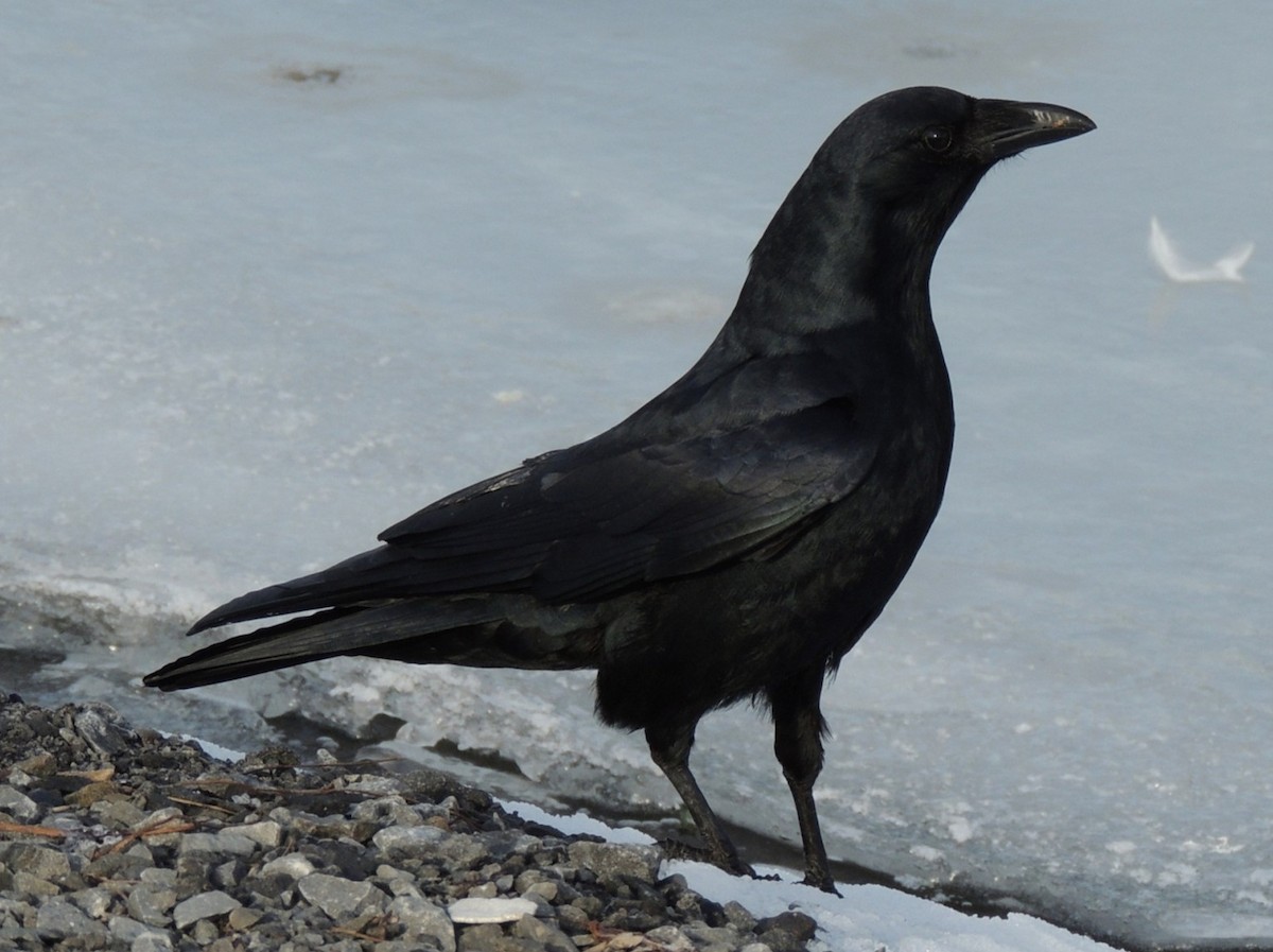 American Crow - ML618940680