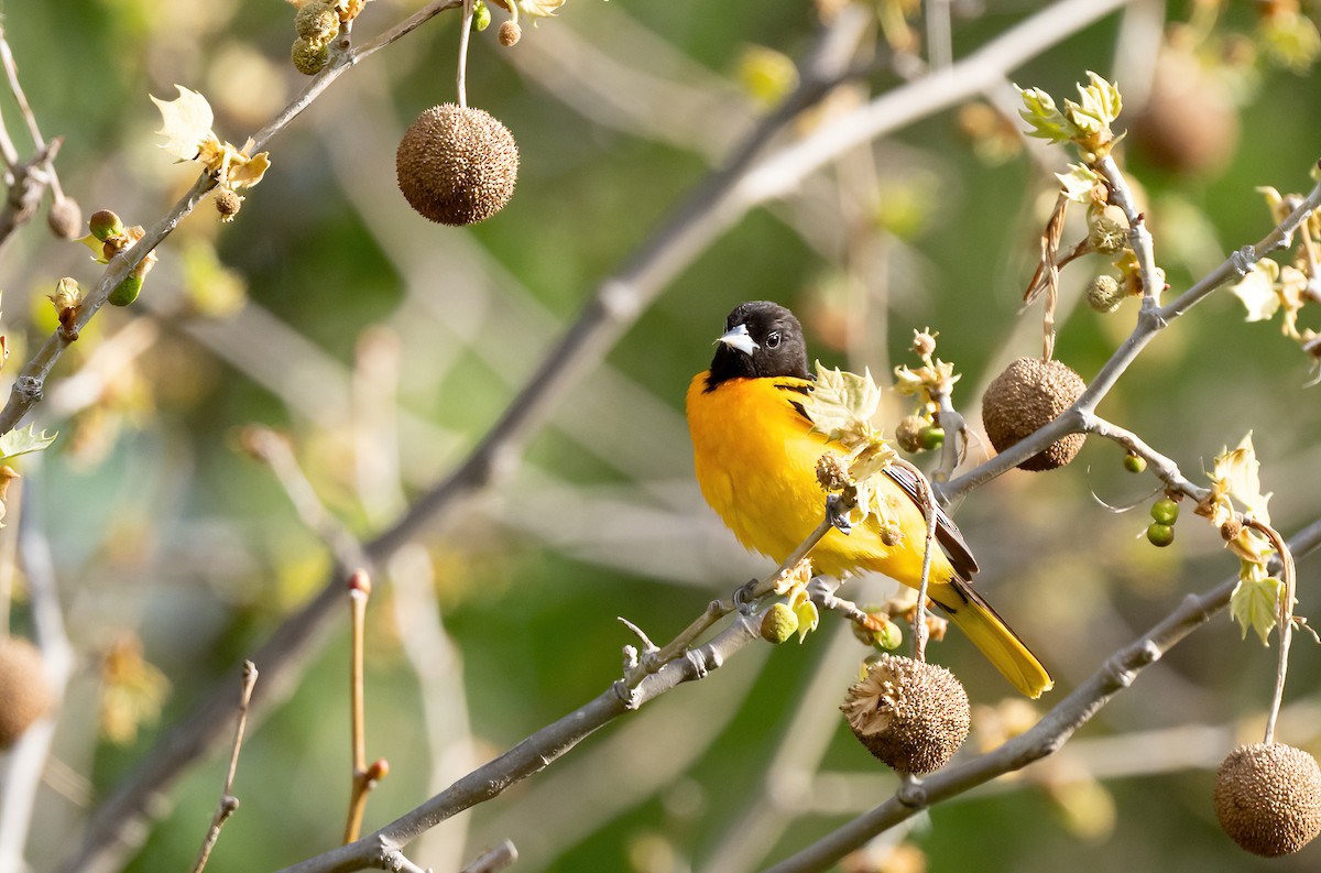 Baltimore Oriole - Linda Sullivan