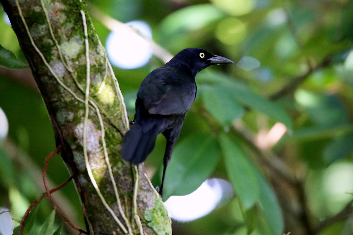 Shiny Cowbird - Mike Cáceres Gil