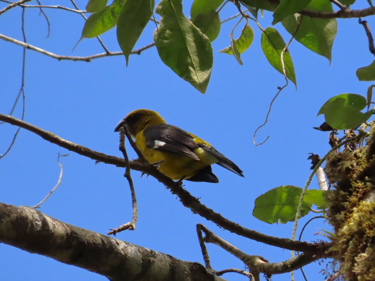 Black-thighed Grosbeak - ML618940696