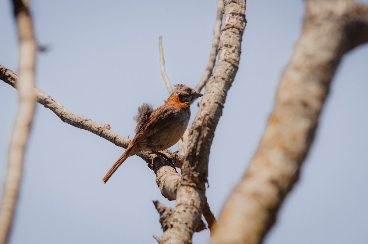 Rufous-collared Sparrow - Mario Pereda Espinoza